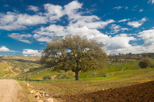 the spring in Irbid in the north of Jordan