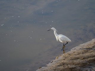 Common Egret