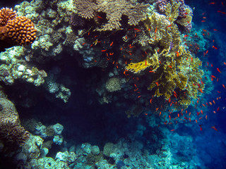 Fototapeta na wymiar The underwater photo with one beautiful colorful angel fish and corals was taken in the Red sea in Egypt