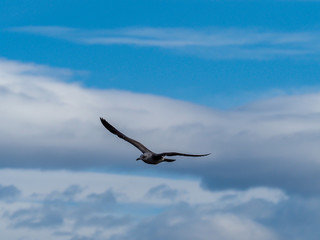 Seagull