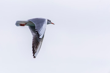 Seagull flying in sky. Seagull flying sky. Seagull in Murter, croatia