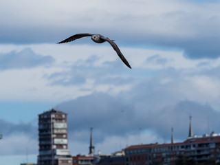 Seagull