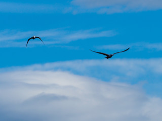 Seagull