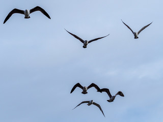 Seagull