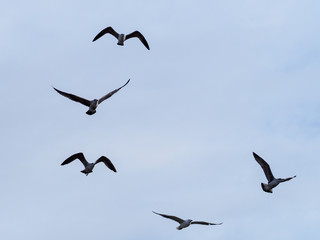 Seagull