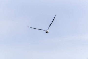 Seagull flying in sky. Seagull flying sky. Seagull in Murter, croatia