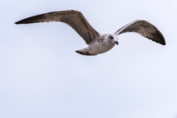 Seagull flying in sky. Seagull flying sky. Seagull in Murter, croatia