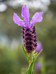 Lavender wild flower