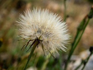 Dandelion.