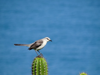 Beach Thrush