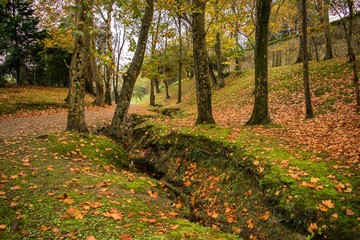 Autumn landscapes, carpet of leaves