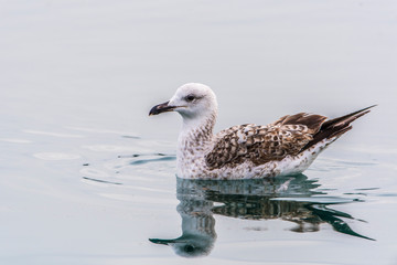 Floating on the water. Seagull in Murter, Croatia