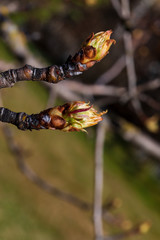 Close-up of apple buds and buds growing on apple tree (Reineta variety fruit tree). Sunny spring day.