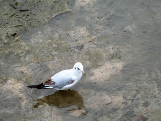 Seagull