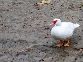 Creole duck