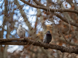 Domestic pigeon.