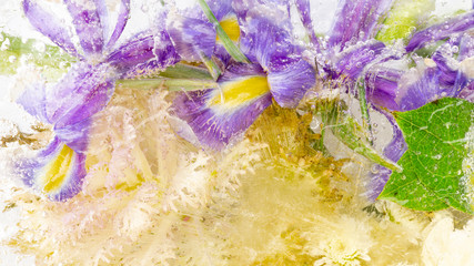 frozen abstraction of iris flowers - 317789898