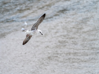 Seagull