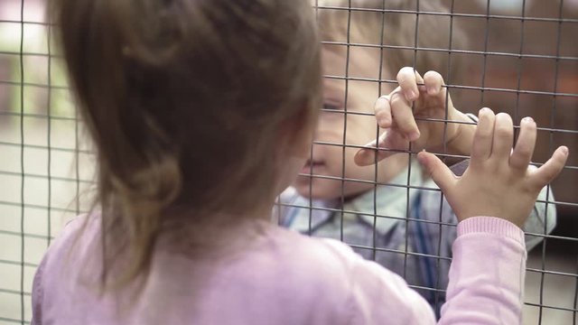 funny animal catta lemur monkey, sun bathe