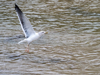 Fototapeta premium Seagull