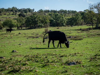 Farm of calves and cows