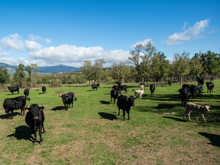 Farm of calves and cows