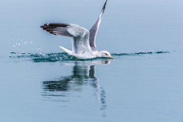 Seagull flying in sky. Seagull flying sky. Seagull in Murter, croatia