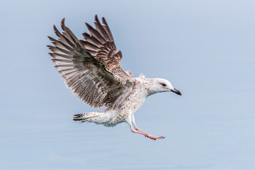 Seagull flying in sky. Seagull flying sky. Seagull in Murter, croatia