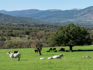 Farm of calves and cows