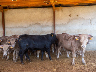 Farm of calves and cows