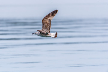 Seagull flying in sky. Seagull flying sky. Seagull in Murter, croatia