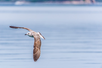 Seagull flying in sky. Seagull flying sky. Seagull in Murter, croatia