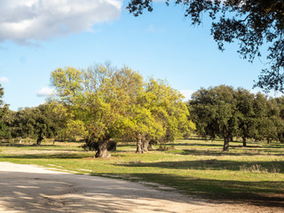 Obraz premium Autumn landscape