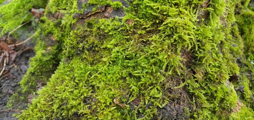 green moss on tree