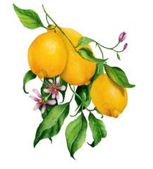 Watercolor illustration with a branch of yellow ripe lemons and flowers.
