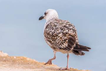 Seagull standing and waiting for food