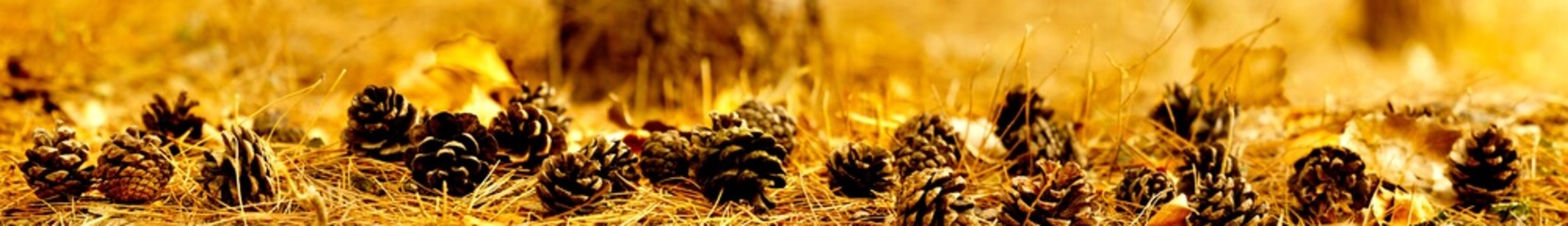 panoramic view of pine cone in the field. 