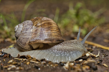 weinbergschnecke