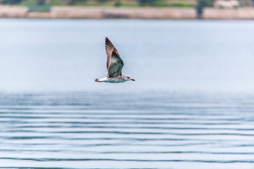 Fototapeta premium Seagull flying in sky. Seagull flying sky. Seagull in Murter, croatia