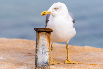 Seagull standing and waiting for food