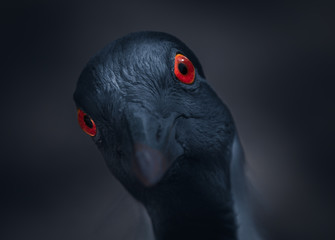 Curious Demoiselle Crane with bright red eyes