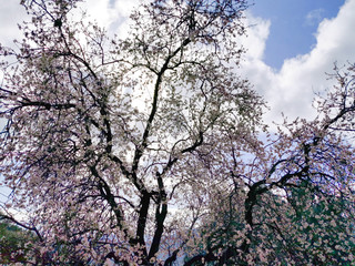 almond tree, blossoms and flowers in january