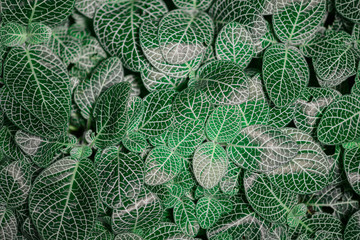 Tropical green leaves up close