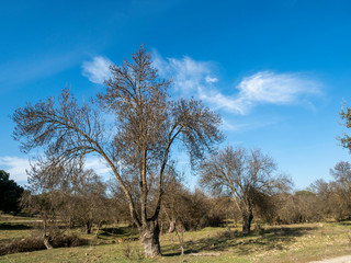 Country landscape