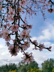almond tree, blossoms and flowers in january