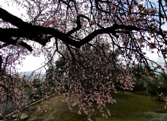 almond tree, blossoms and flowers in january