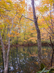 Obraz na płótnie Canvas Beautiful fall color of the Tsutanuma area