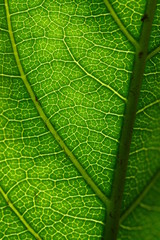 Lovely green leaf up close