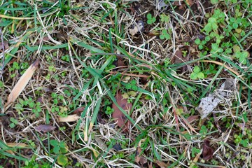 A close view of the green grass texture surface.