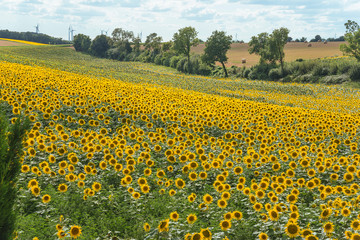 Fototapeta premium Beautiful summer rural landscape with blooming yellow sunflowers field, windturbines and cloudy sky